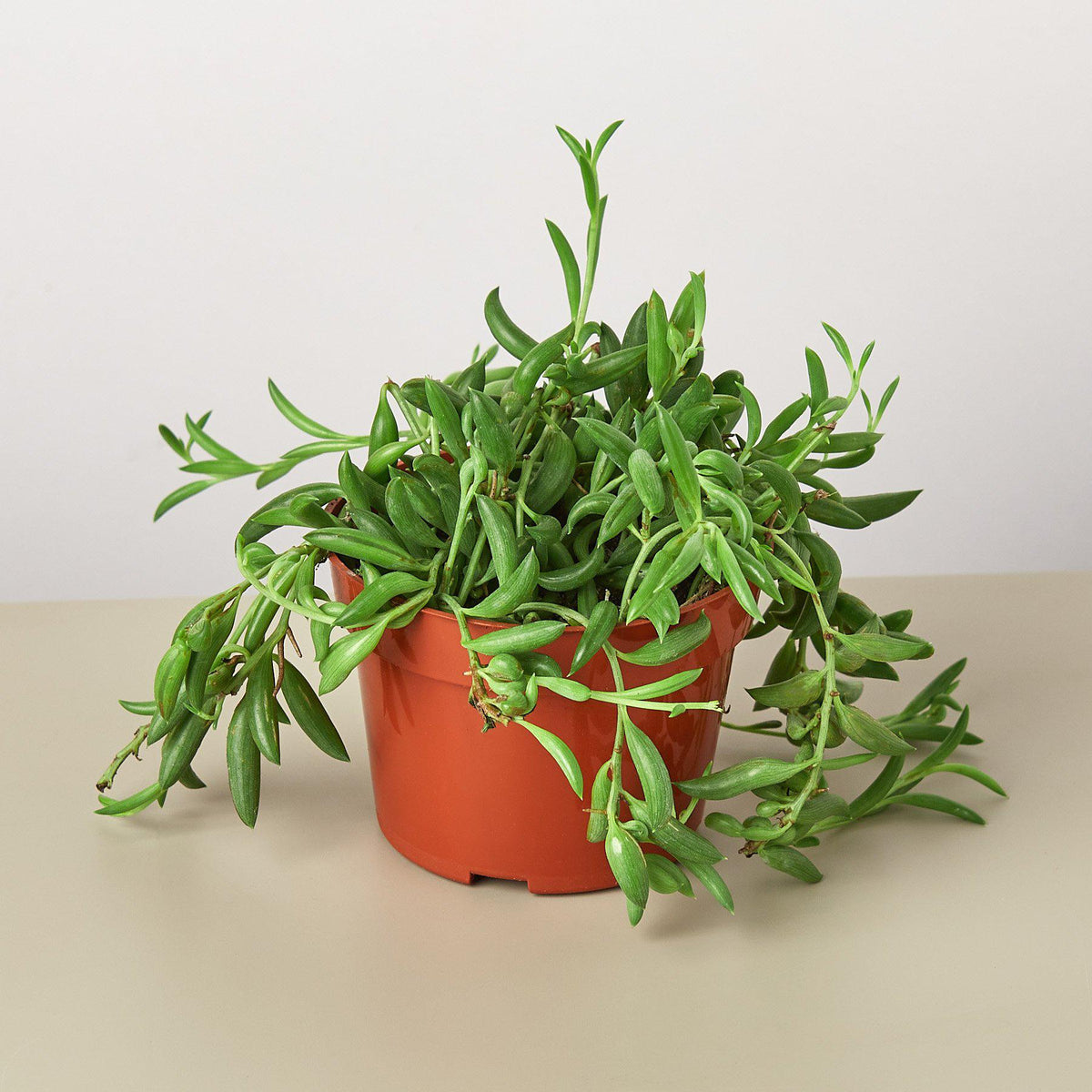 Succulent String of Bananas indoor plant in a red pot with trailing green leaves House Plant Shop on Tampa Home & Garden Store