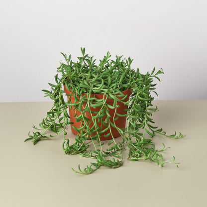 String of Bananas succulent trailing vines in terracotta pot by House Plant Shop on Tampa Home & Garden Store