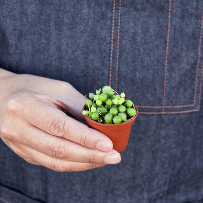 Succulent String of Pearls in pot held by hand; bright green beads Rooted Treasures Farms on Tampa Home & Garden Store