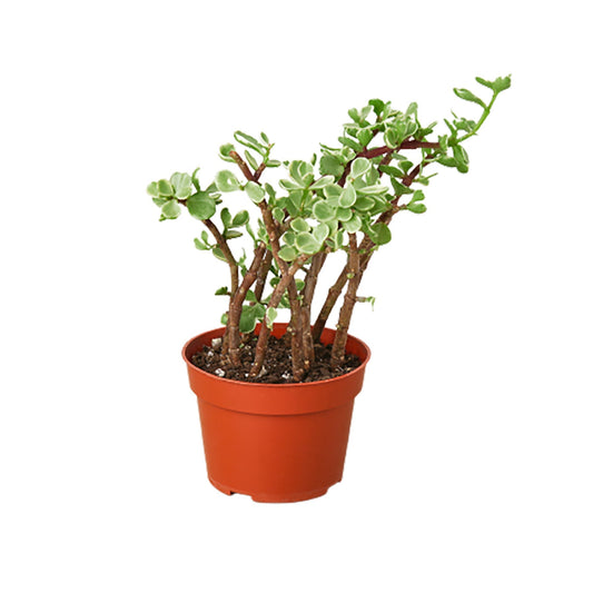 Succulent Rainbow Elephant Bush variegated leaves in terracotta pot Rooted Treasures Farms on Tampa Home & Garden Store
