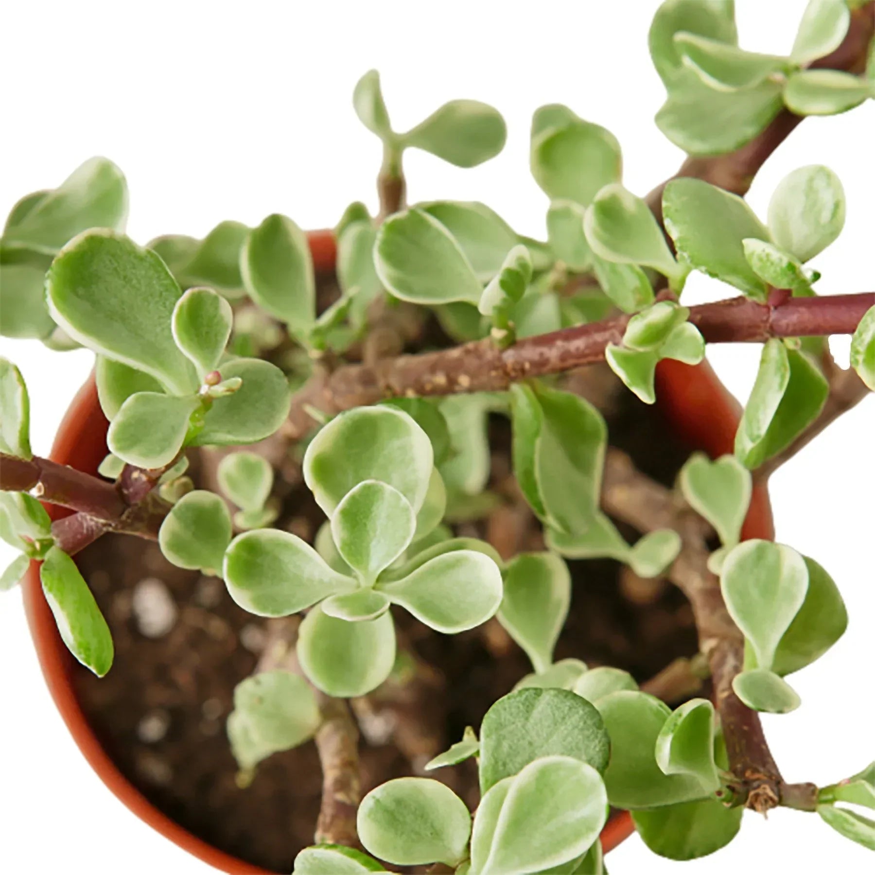 Succulent Rainbow Elephant Bush by Rooted Treasures Farms with green leaves in a pot on Tampa Home & Garden Store