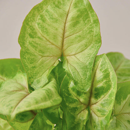Syngonium Gold indoor plant with variegated lime-green leaves from House Plant Shop on Tampa Home & Garden Store