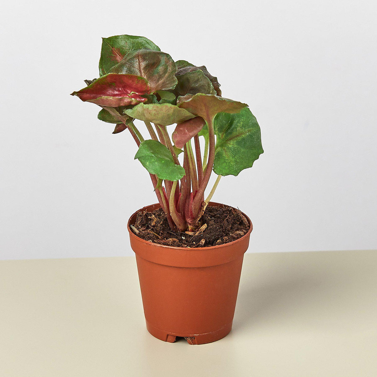 Syngonium 'Merry' indoor plant with red stems and green leaves in a terracotta pot on Tampa Home & Garden Store