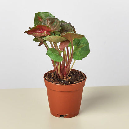 Syngonium 'Merry' indoor plant with red stems and green leaves in a terracotta pot on Tampa Home & Garden Store