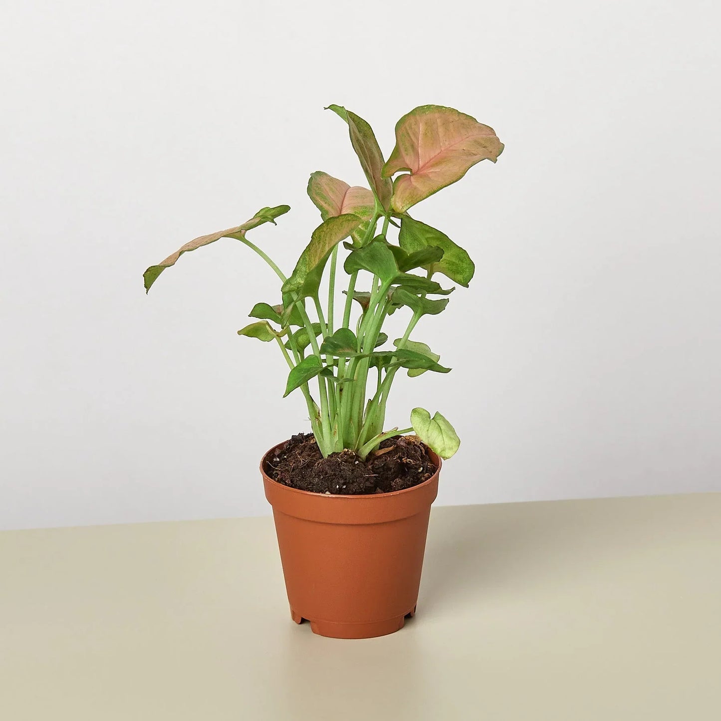 Syngonium Strawberry indoor plant with pink-tinged leaves and green stems in pot on Tampa Home & Garden Store