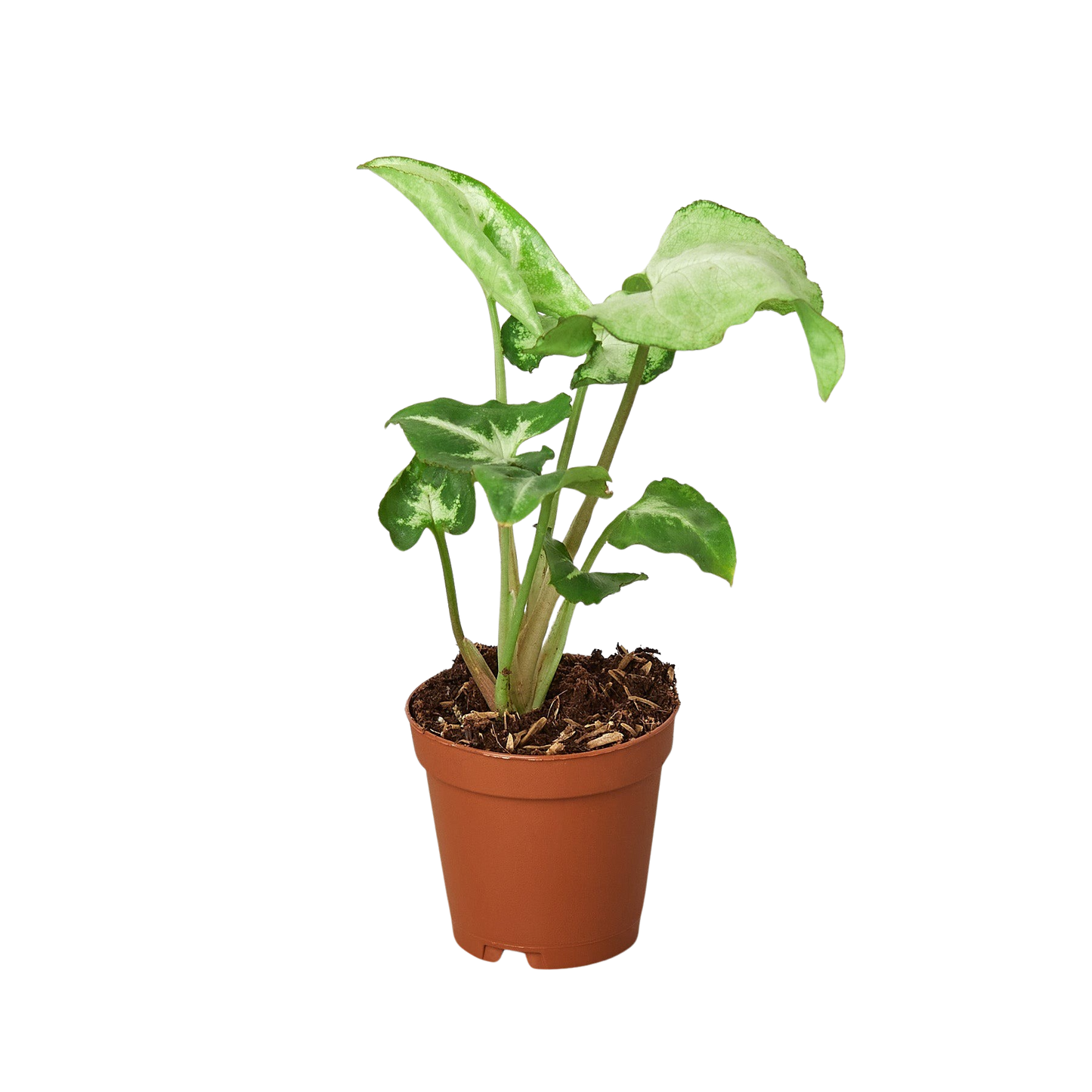 Syngonium White Butterfly indoor plant in a terracotta pot with variegated green and white leaves on Tampa Home & Garden Store