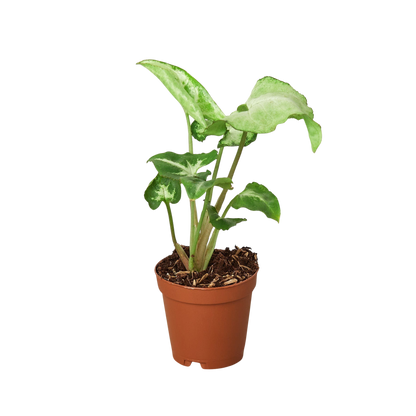 Syngonium White Butterfly indoor plant in a terracotta pot with variegated green and white leaves on Tampa Home & Garden Store