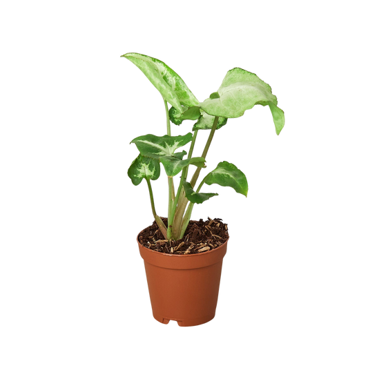 Syngonium White Butterfly indoor plant in a terracotta pot with variegated green and white leaves on Tampa Home & Garden Store