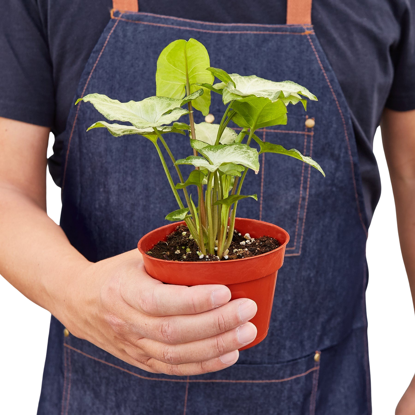 Syngonium White Butterfly indoor plant with green and white variegated leaves in a red pot on Tampa Home & Garden Store