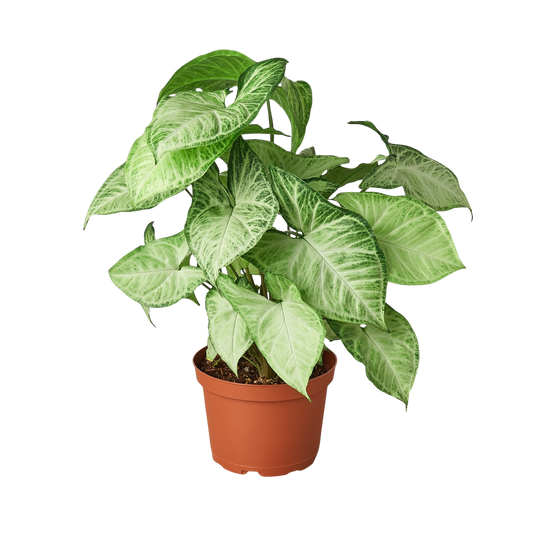 Syngonium White Butterfly plant in pot with variegated green leaves Rooted Treasures Farms on Tampa Home & Garden Store