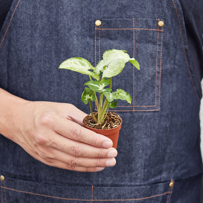 Syngonium White Butterfly indoor plant in small terracotta pot with variegated leaves on Tampa Home & Garden Store