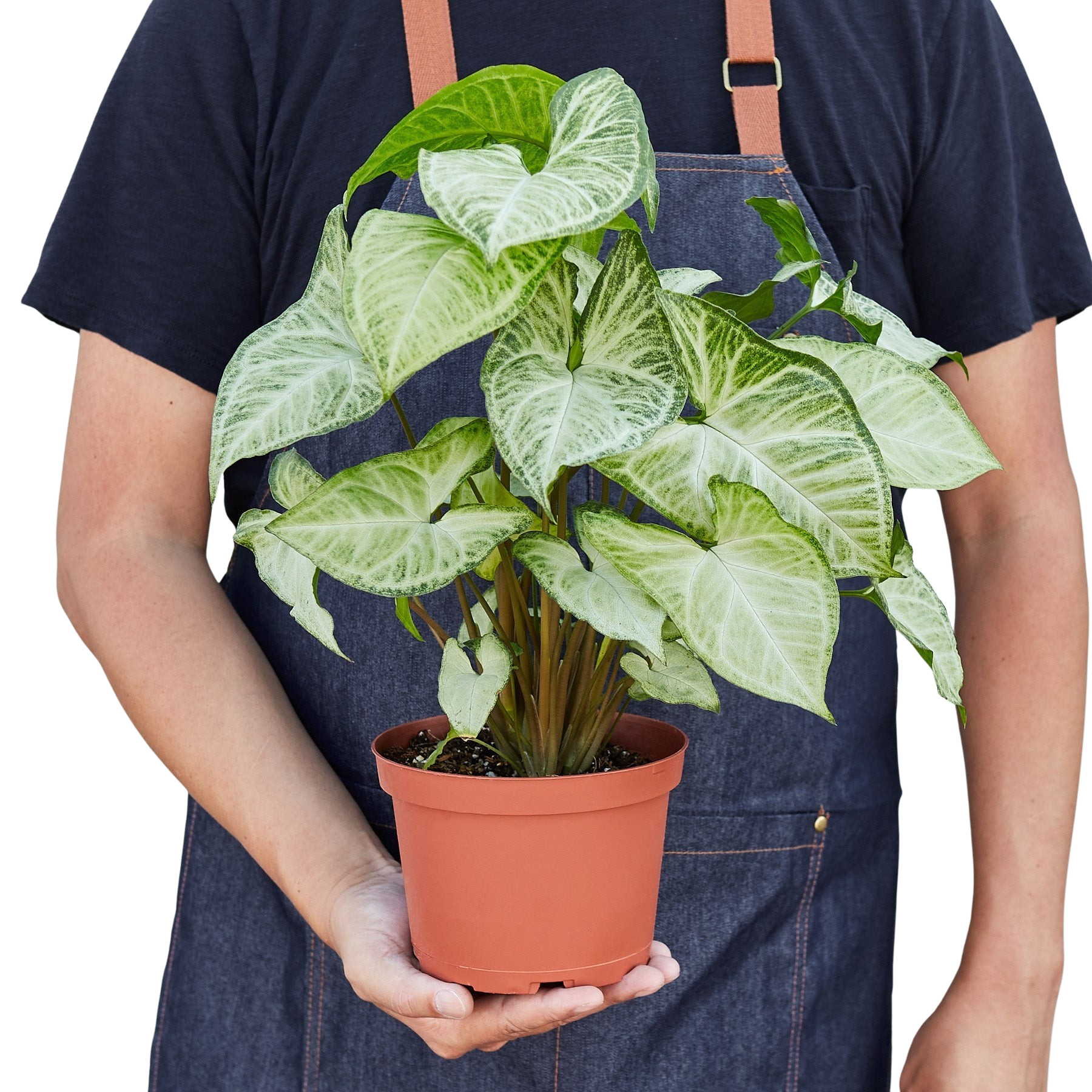 Syngonium White Butterfly plant in pot with cream and green leaves Rooted Treasures Farms on Tampa Home & Garden Store