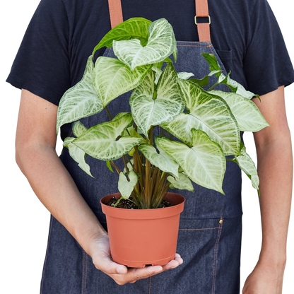 Syngonium White Butterfly plant in pot with cream and green leaves Rooted Treasures Farms on Tampa Home & Garden Store