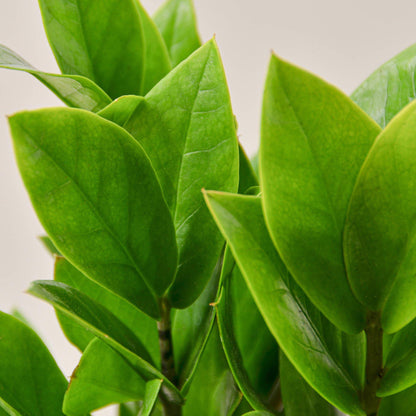 Zamioculcas Zamiifolia ZZ plant with glossy emerald leaves on Tampa Home & Garden Store