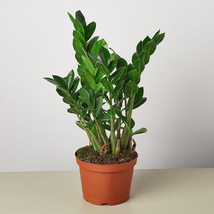 Zamioculcas Zamiifolia ZZ indoor plant with glossy leaves in terracotta pot by House Plant Shop on Tampa Home & Garden Store