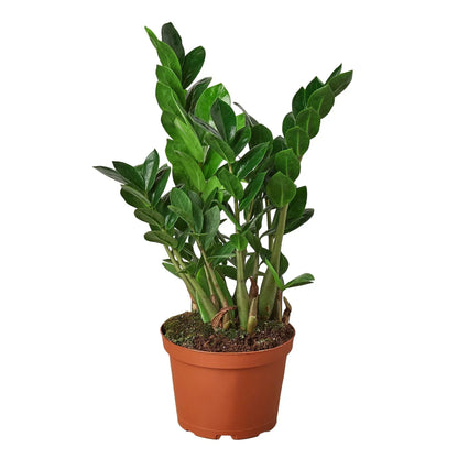 Zamioculcas Zamiifolia ZZ plant in terracotta pot with glossy green leaves on Tampa Home & Garden Store