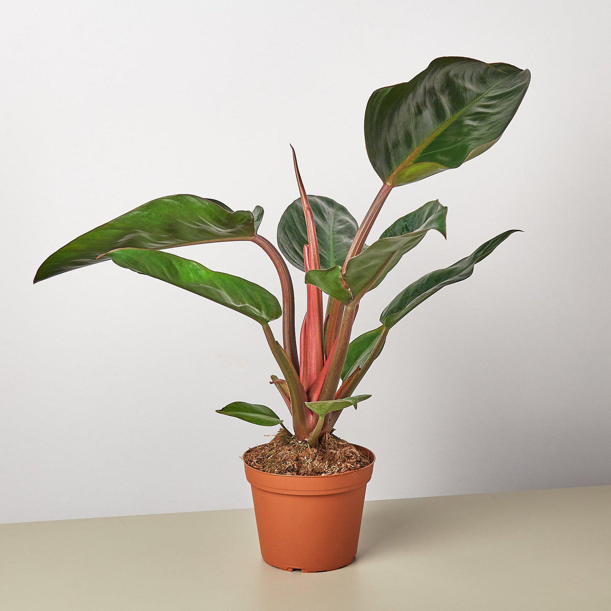 Philodendron Congo Rojo indoor plant with red stems and green leaves in terracotta pot on Tampa Home & Garden Store