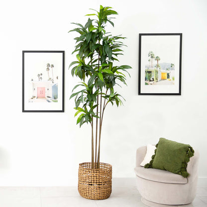 10’ Artificial Dracaena Tree with Real Touch Leaves - Tampa Home & Garden Store