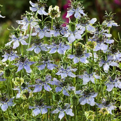 1000 Nigella Sativa Seeds - Black Cumin Herb, Flavorful Culinary Addition, Beautiful Ornamental - Tampa Home & Garden Store