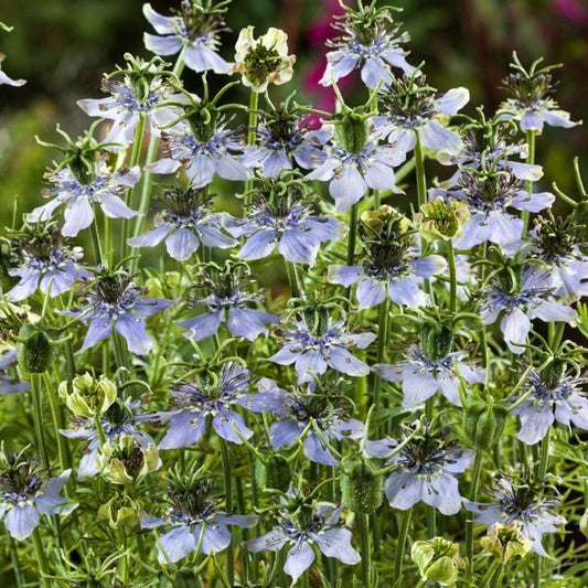1000 Nigella Sativa Seeds - Black Cumin Herb, Flavorful Culinary Addition, Beautiful Ornamental - Tampa Home & Garden Store