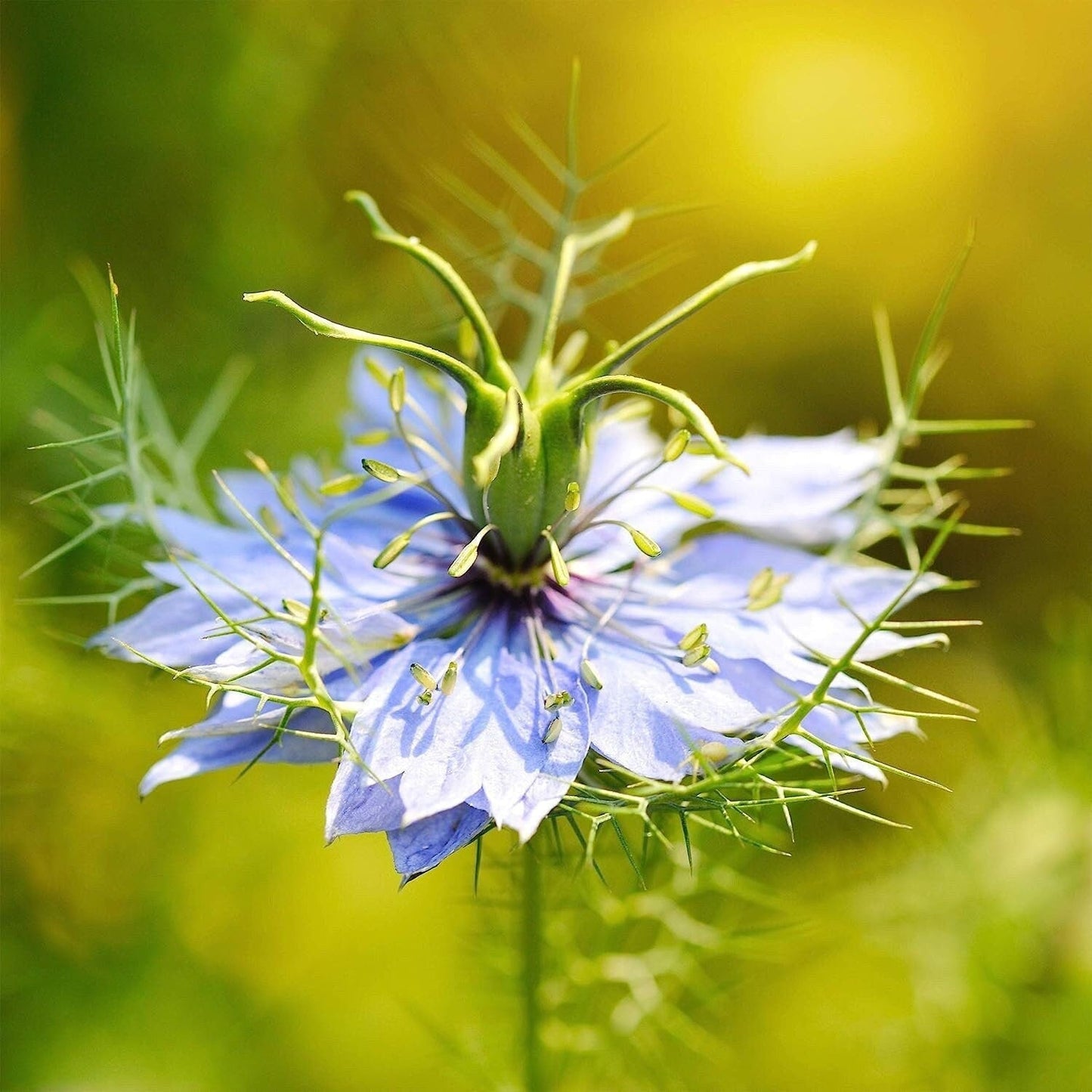 1000 Nigella Sativa Seeds - Black Cumin Herb, Flavorful Culinary Addition, Beautiful Ornamental - Tampa Home & Garden Store