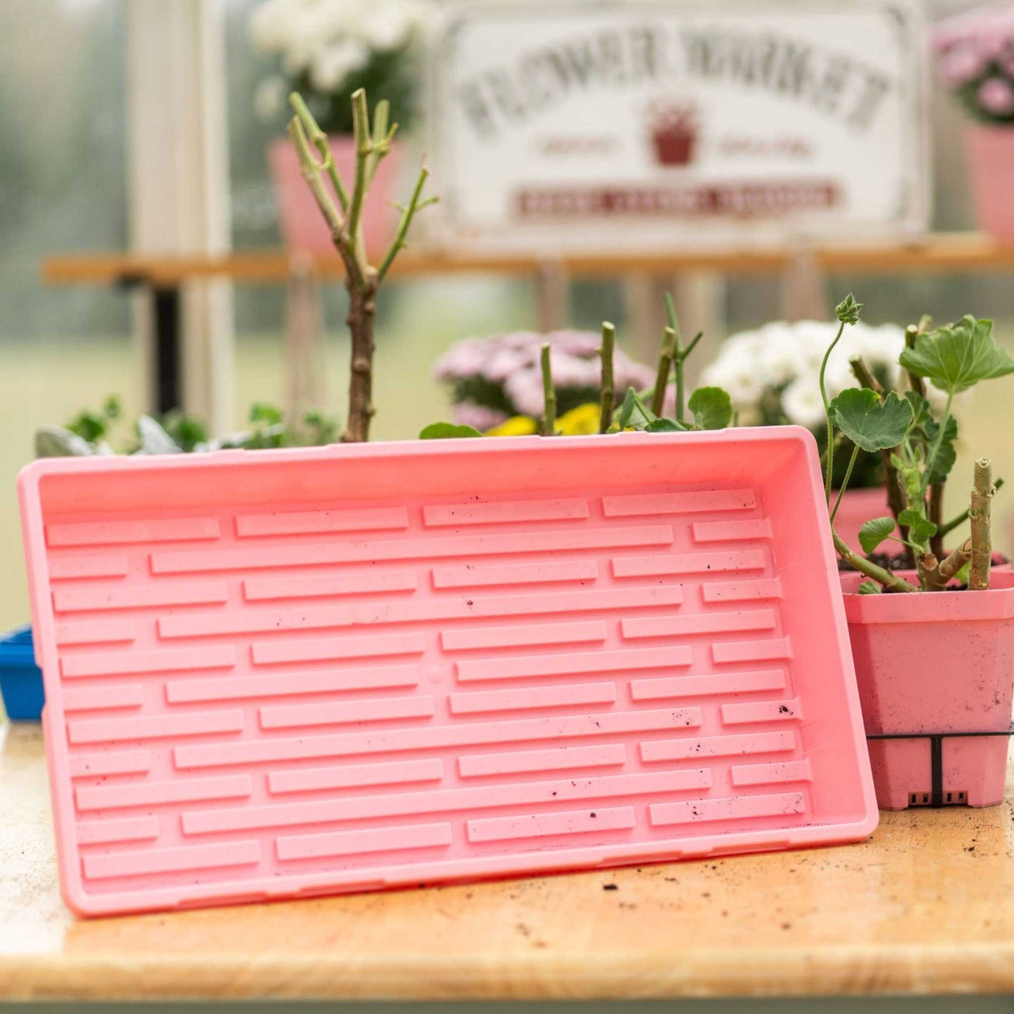 1020 Seed Starting Trays - Colored - Tampa Home & Garden Store