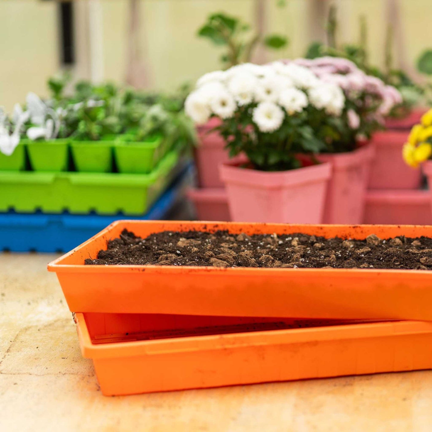 1020 Seed Starting Trays - Colored - Tampa Home & Garden Store