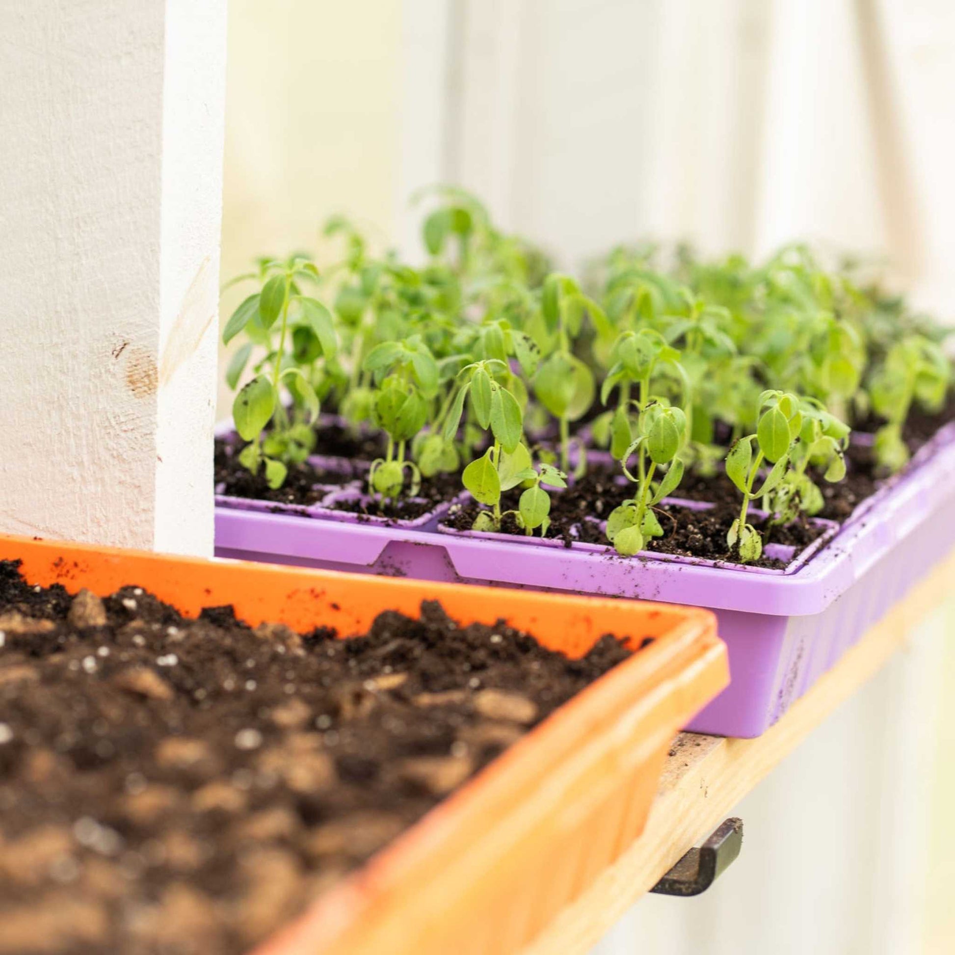 1020 Seed Starting Trays - Colored - Tampa Home & Garden Store
