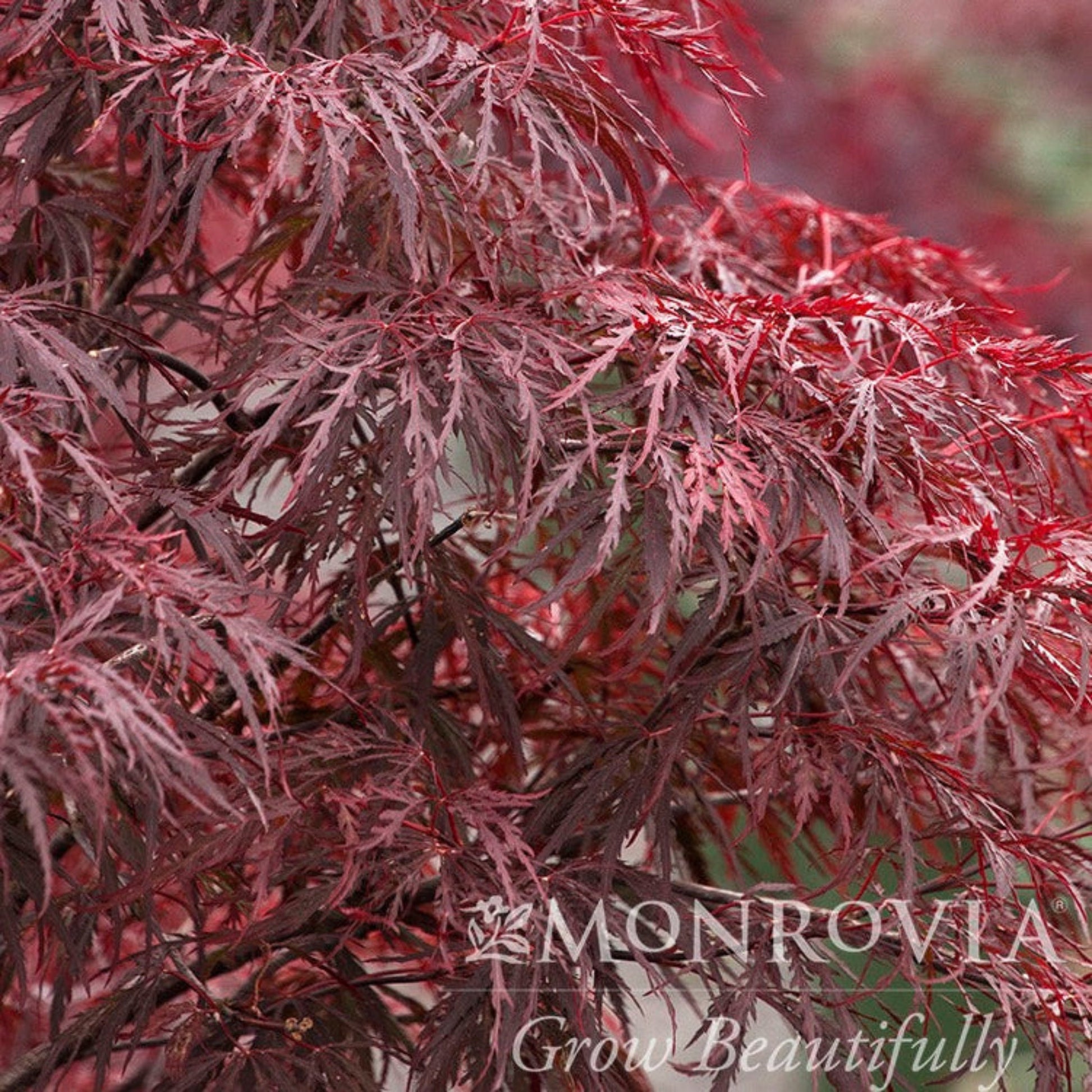 Red Dragon Japanese Maple Tree plant with burgundy, deeply lobed leaves Live Good Logistics on Tampa Home & Garden Store
