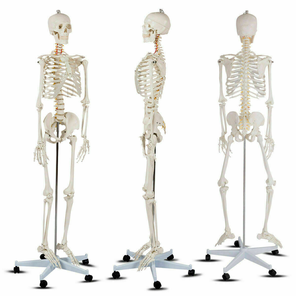 Esqueleto humano de tamaño real para la clase de anatomía de la facultad de medicina
