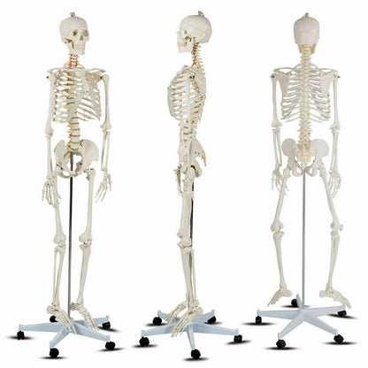Esqueleto humano de tamaño real para la clase de anatomía de la facultad de medicina