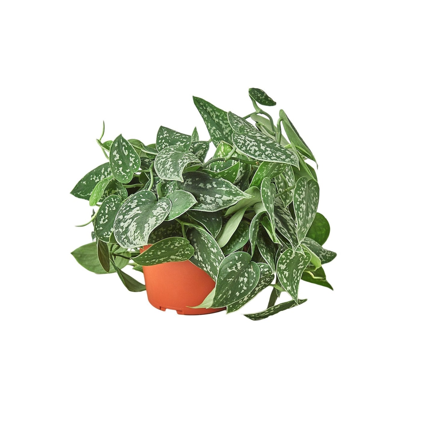Pothos Satin plant in 6in nursery pot with silver speckled green leaves Rooted Treasures Farms on Tampa Home & Garden Store