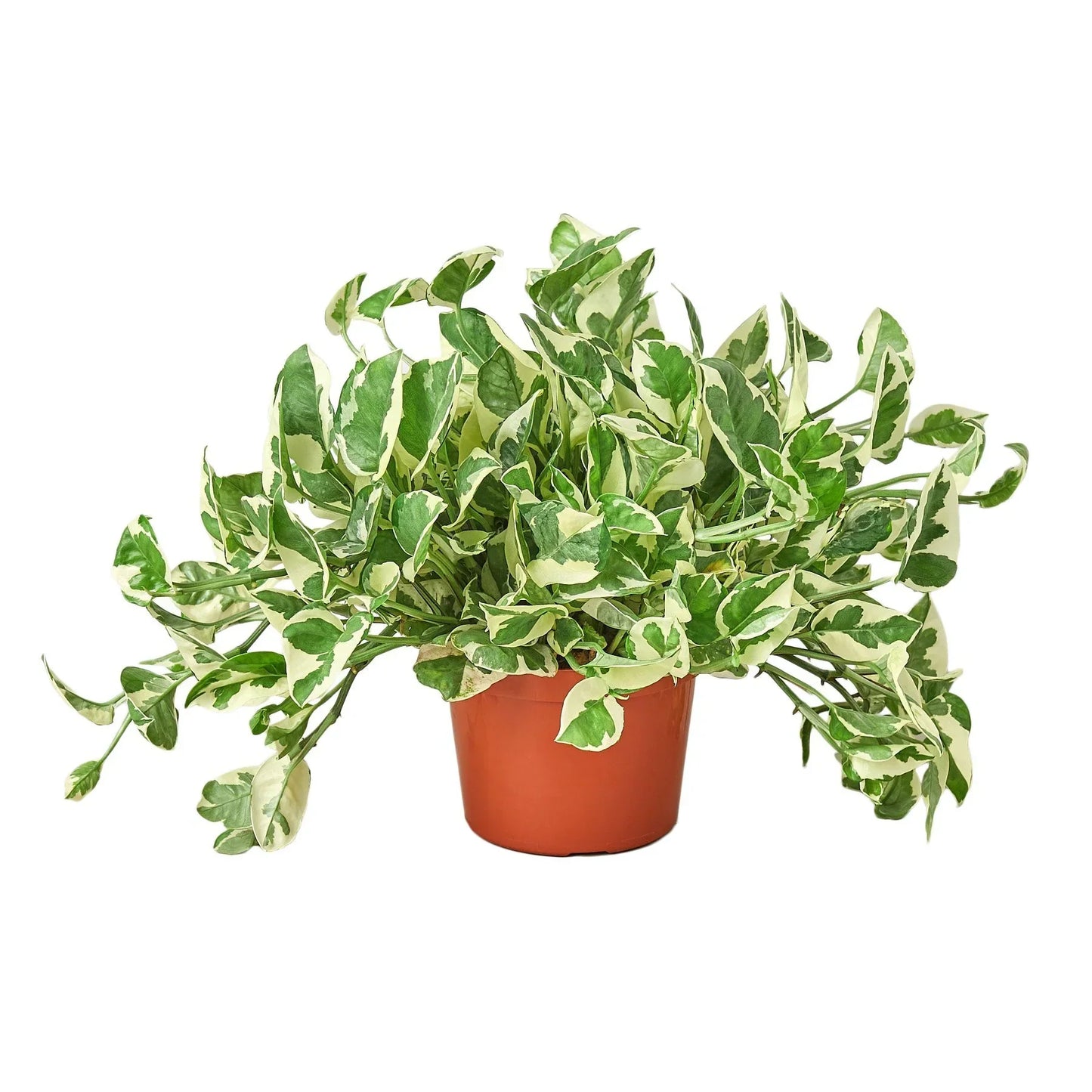 Pothos N'joy indoor plant variegated green and cream leaves in terracotta pot on Tampa Home & Garden Store
