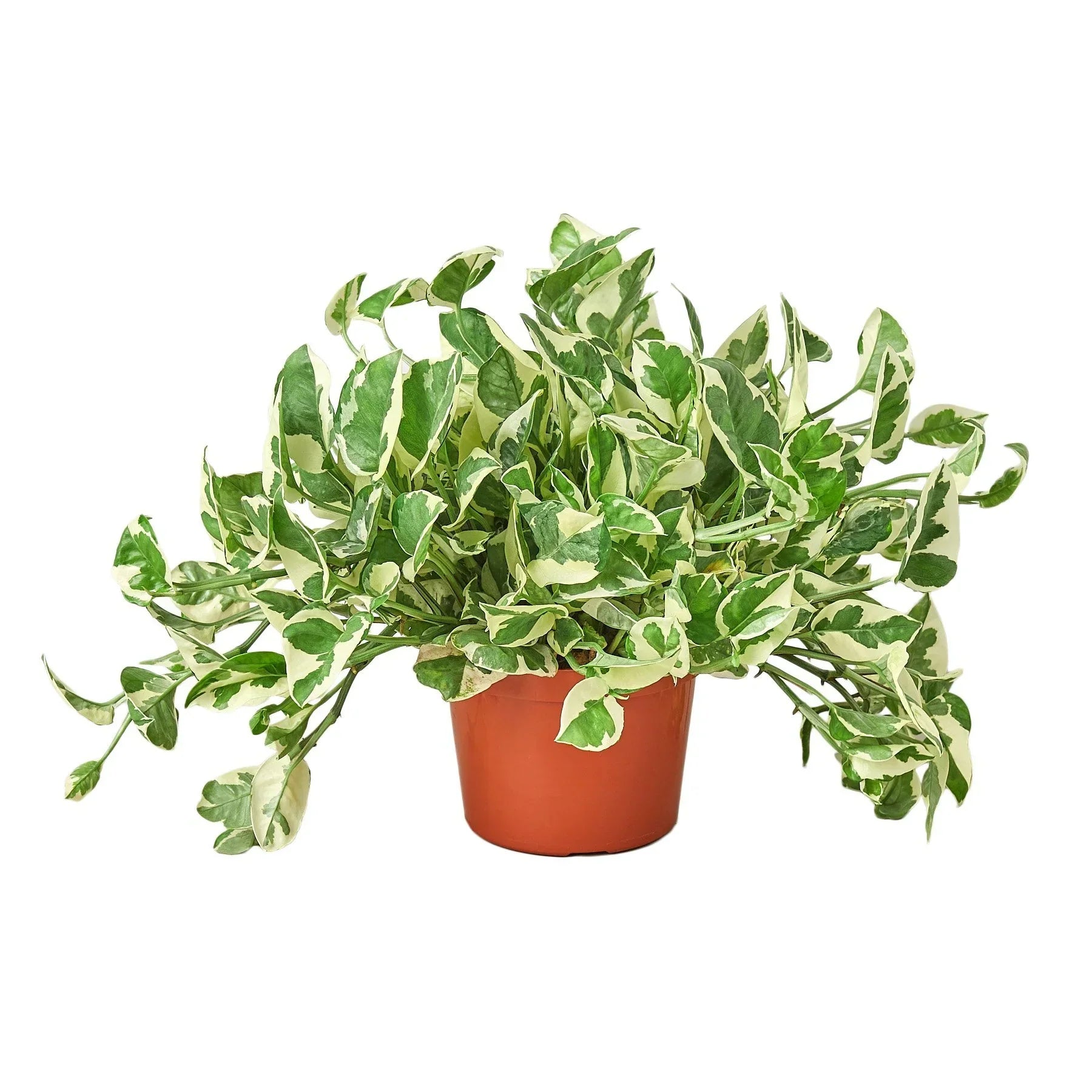 Pothos N'joy indoor plant variegated green and cream leaves in terracotta pot on Tampa Home & Garden Store
