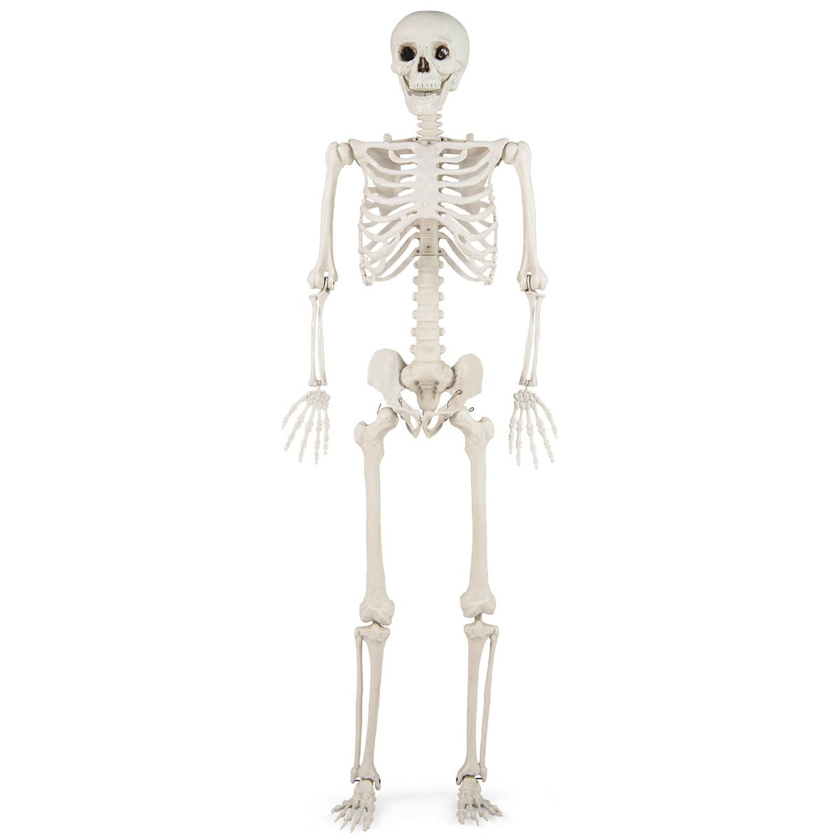 5.4 ft Halloween Skeleton Decoration life-size prop DirectDeals cardboard cutout white skeleton on Tampa Home & Garden Store