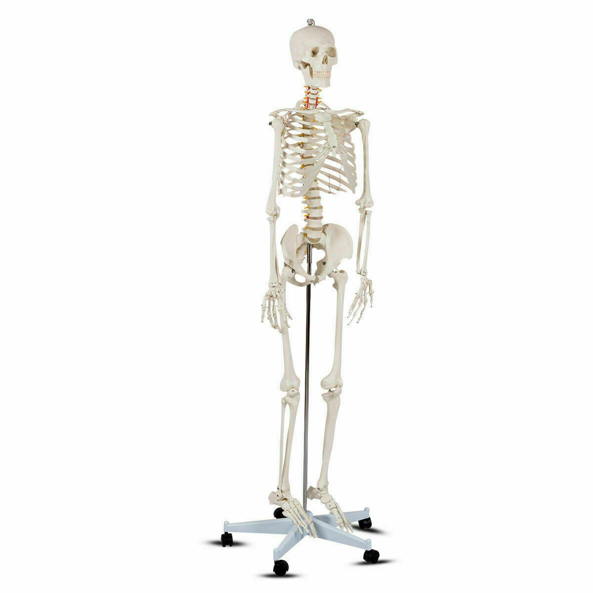 Esqueleto humano de tamaño real para la clase de anatomía de la facultad de medicina
