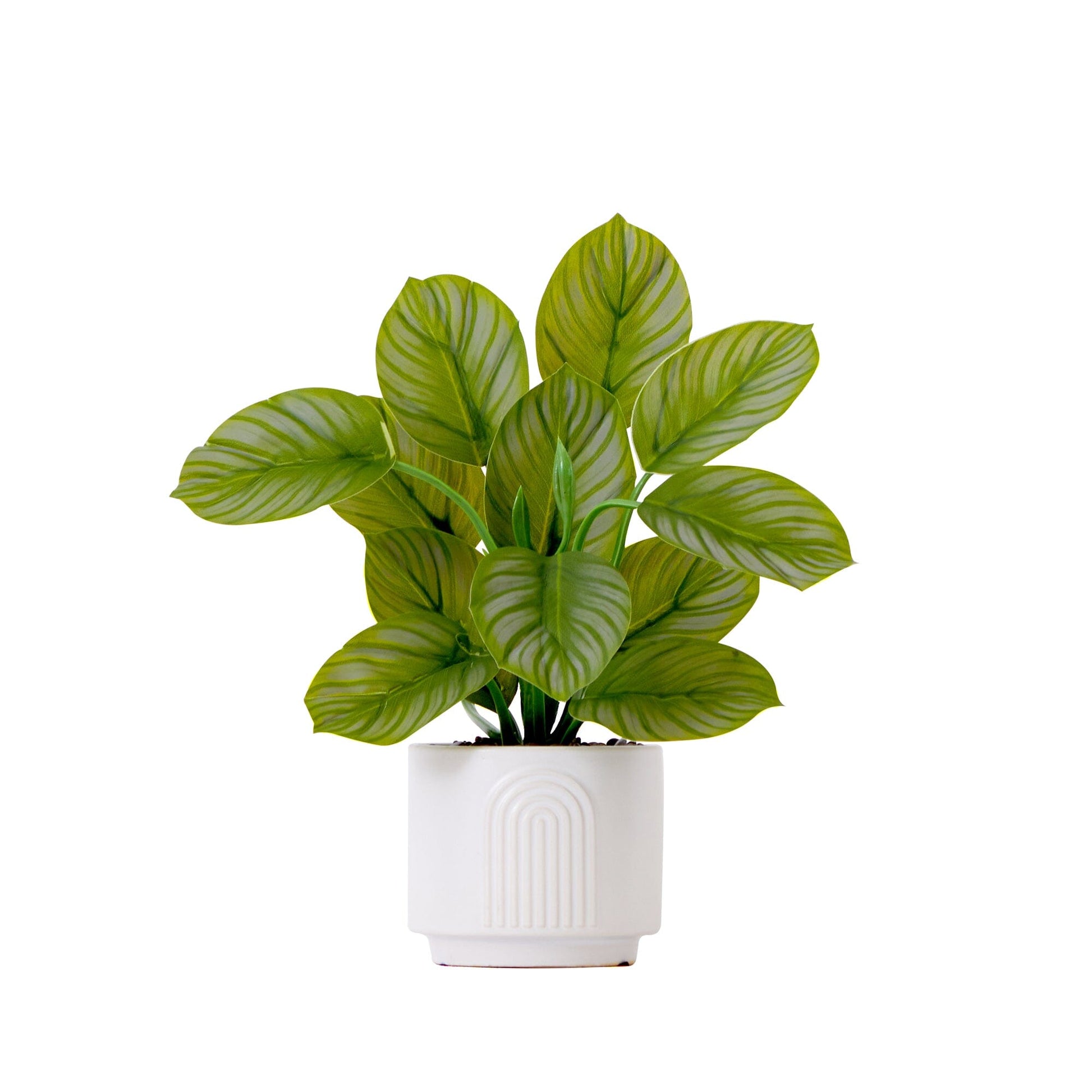 12" Artificial Calathea Plant with Decorative Planter - Tampa Home & Garden Store