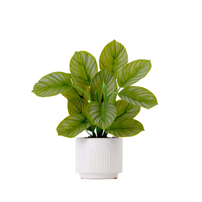 12" Artificial Calathea Plant with Decorative Planter - Tampa Home & Garden Store