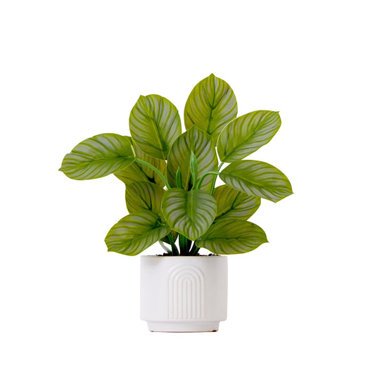 12" Artificial Calathea Plant with Decorative Planter - Tampa Home & Garden Store