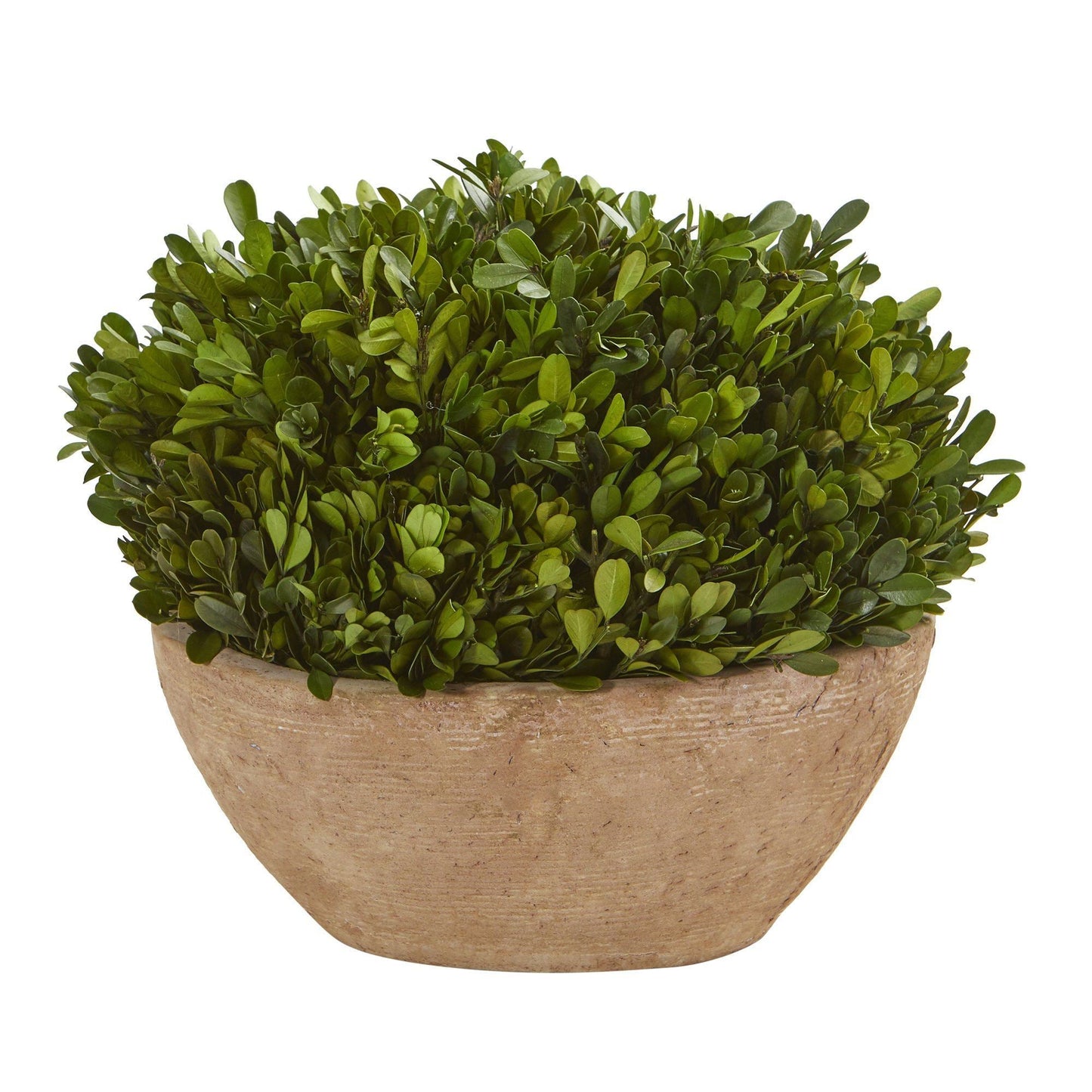 12” Boxwood Preserved Plant in Oval Planter - Tampa Home & Garden Store