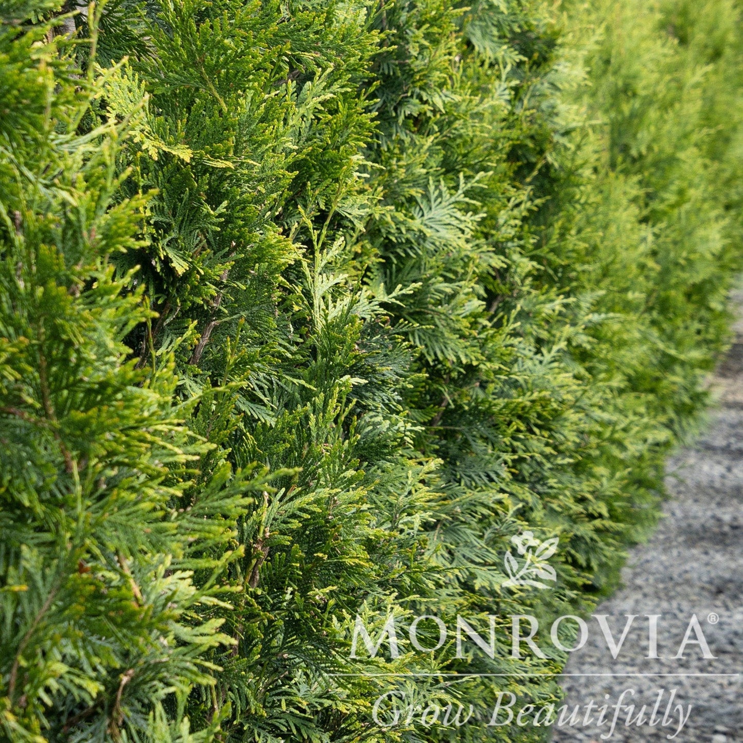 Thuja Green Giant tree with dense, bright green foliage by Live Good Logistics on Tampa Home & Garden Store