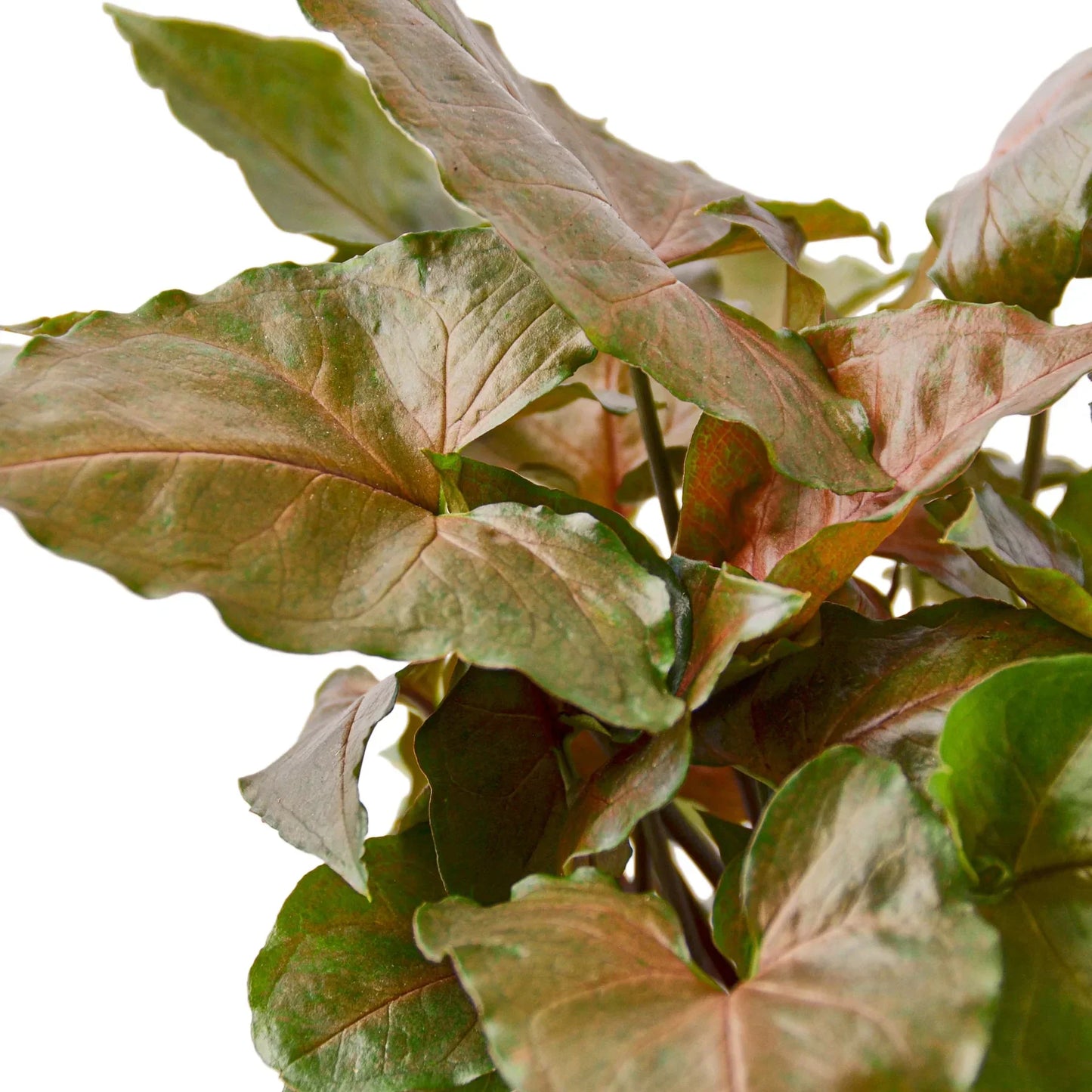 Syngonium Merry 4-inch plant with burgundy-green leaves from Rooted Treasures Farms on Tampa Home & Garden Store