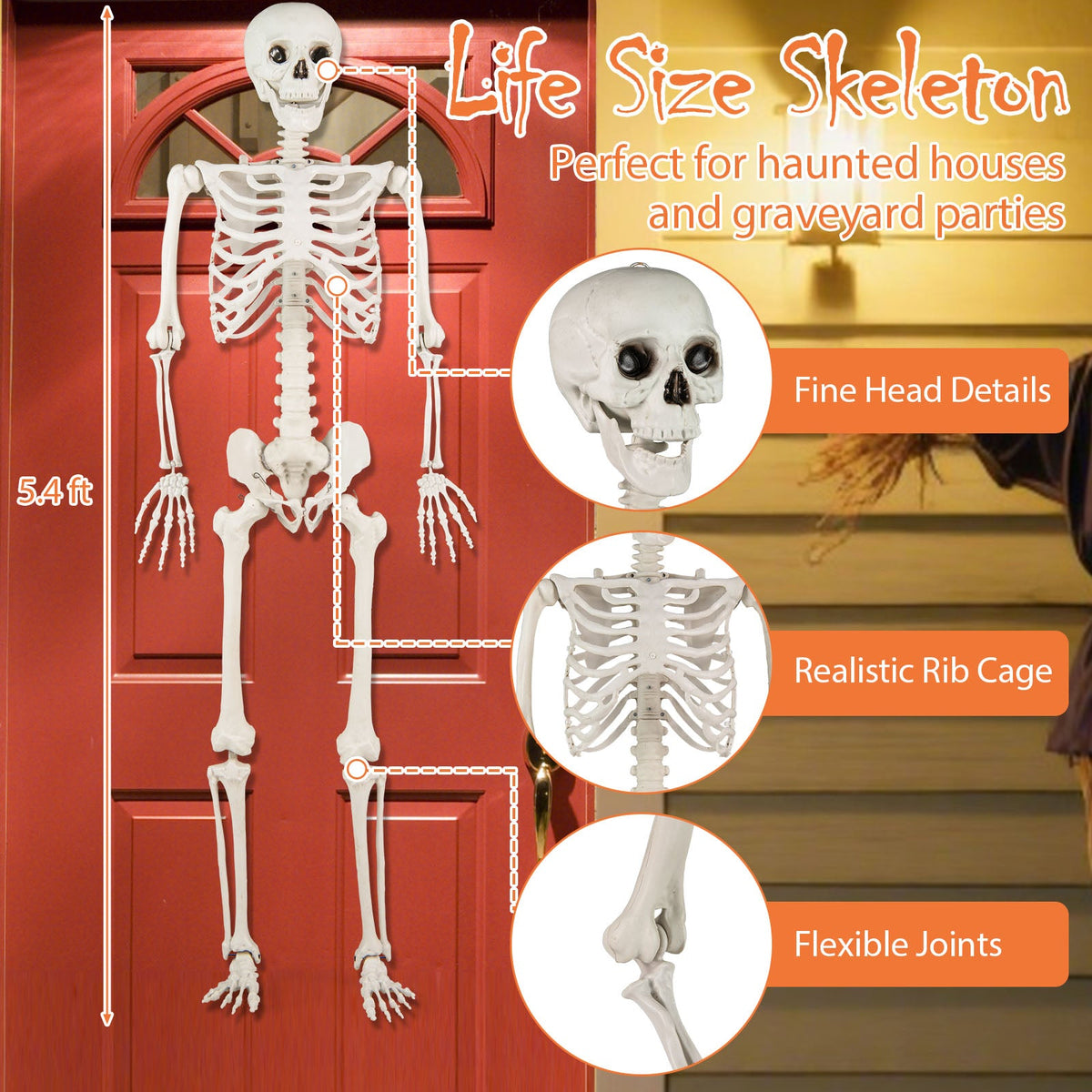 5.4 ft Halloween Skeleton Decoration life-size DirectDeals cardboard cutout on Tampa Home & Garden Store