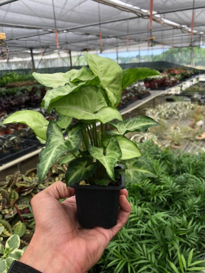 Syngonium White Butterfly indoor plant in black pot with green and white leaves House Plant Shop on Tampa Home & Garden Store