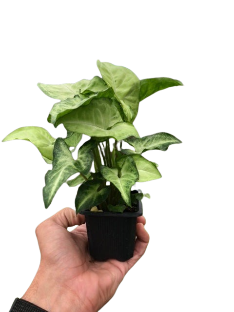 Syngonium White Butterfly indoor plant with green and cream leaves in a black pot on Tampa Home & Garden Store