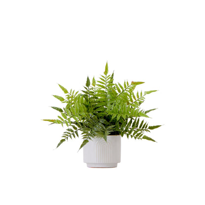 13" Artificial Boston Fern Plant with Decorative Planter - Tampa Home & Garden Store