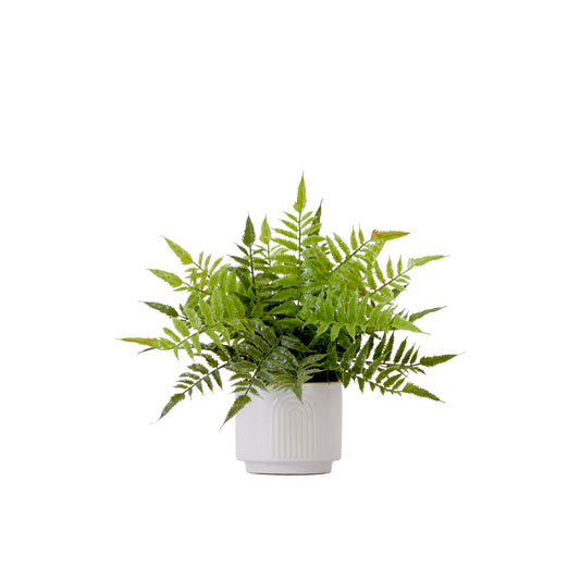 13" Artificial Boston Fern Plant with Decorative Planter - Tampa Home & Garden Store