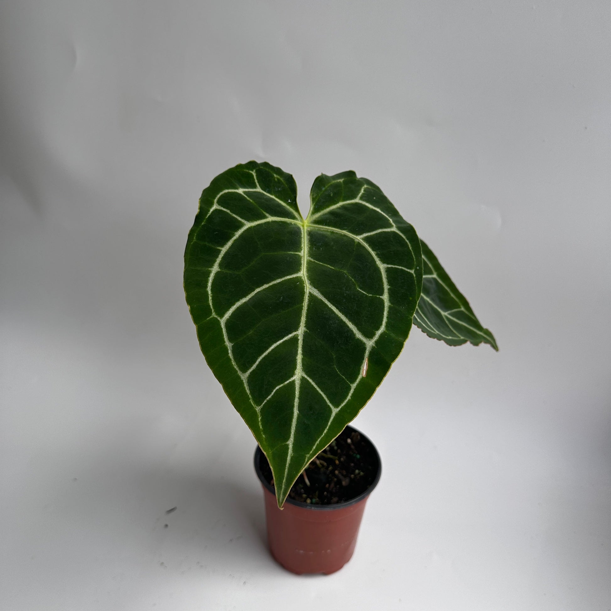Anthurium Crystallinum plant with dark green leaves and white venation in a terracotta pot on Tampa Home & Garden Store