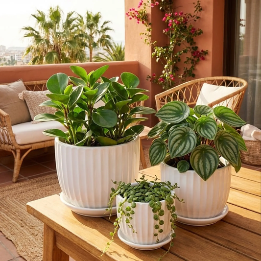3-piece white ceramic planter set with fluted design and saucers Florinia on a wooden patio on Tampa Home & Garden Store