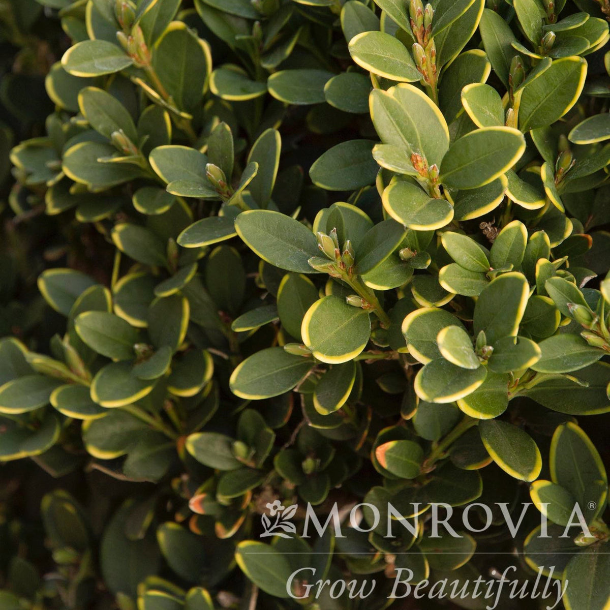 Green Mountain Topiary Boxwood ball plant with yellow-edged leaves, dense evergreen shrub on Tampa Home & Garden Store